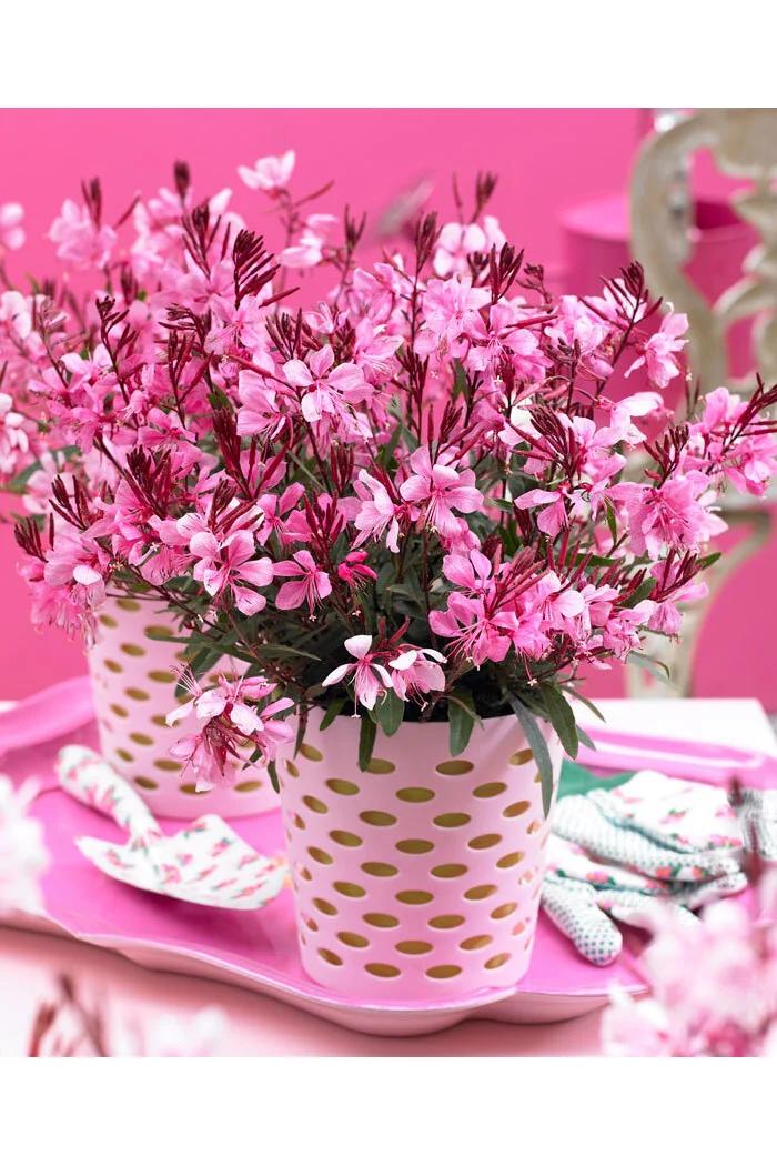 Gaura 'Gaudi Rose' | Gaura