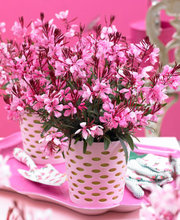 Gaura 'Gaudi Rose' | Gaura