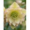 Ciemiernik orientalny Wedding Party ‘First Dance’| Helleborus orientalis
