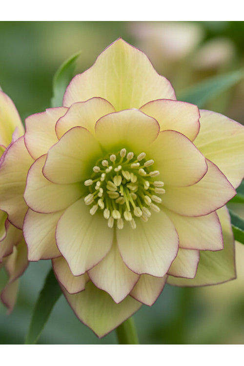 Ciemiernik orientalny Wedding Party ‘First Dance’| Helleborus orientalis