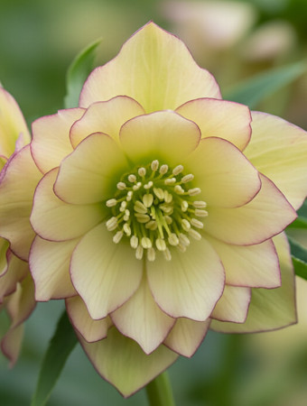 Ciemiernik orientalny Wedding Party ‘First Dance’| Helleborus orientalis