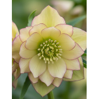 Ciemiernik orientalny Wedding Party ‘First Dance’| Helleborus orientalis