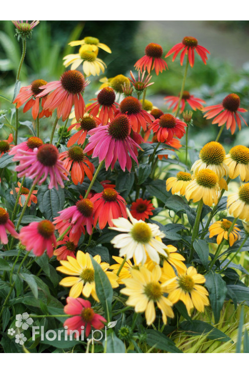 jeżówka, echinacea, jeżówka Cheyenne Spirit, sadzonki jeżówek, byliny lata, kwitnące jeżówki, sadzonki echinacea