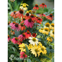 jeżówka, echinacea, jeżówka Cheyenne Spirit, sadzonki jeżówek, byliny lata, kwitnące jeżówki, sadzonki echinacea