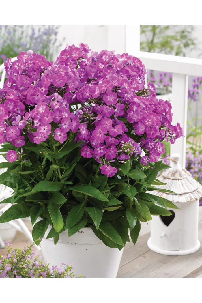 Floks wiechowaty 'Famous Purple' Phlox panniculata