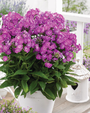 Floks wiechowaty 'Famous Purple' Phlox panniculata