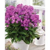 Floks wiechowaty 'Famous Purple' Phlox panniculata