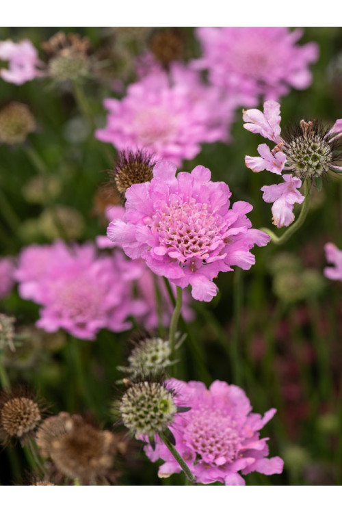 Driakiew gołębia 'Flutter™ Rose Pink' | Scabiosa columbaria