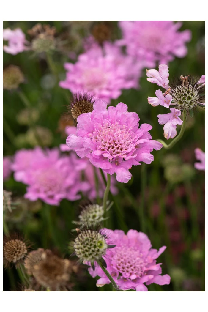Driakiew gołębia 'Flutter™ Rose Pink' | Scabiosa columbaria