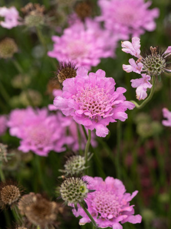 Driakiew gołębia 'Flutter™ Rose Pink' | Scabiosa columbaria
