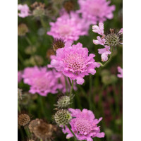 Driakiew gołębia 'Flutter™ Rose Pink' | Scabiosa columbaria