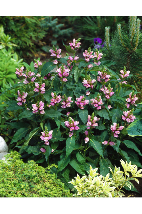 Żółwik | Chelone obliqua
