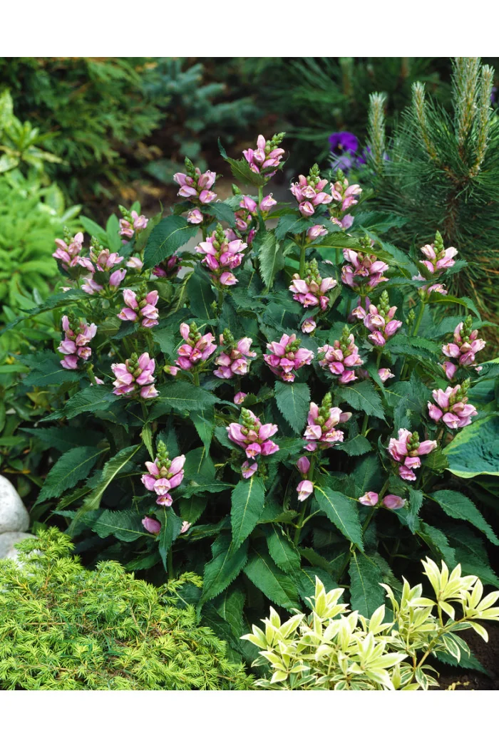 Żółwik | Chelone obliqua