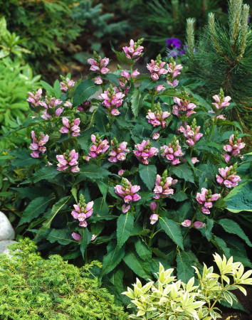 Żółwik | Chelone obliqua