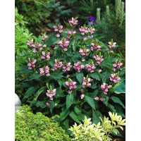 Żółwik | Chelone obliqua