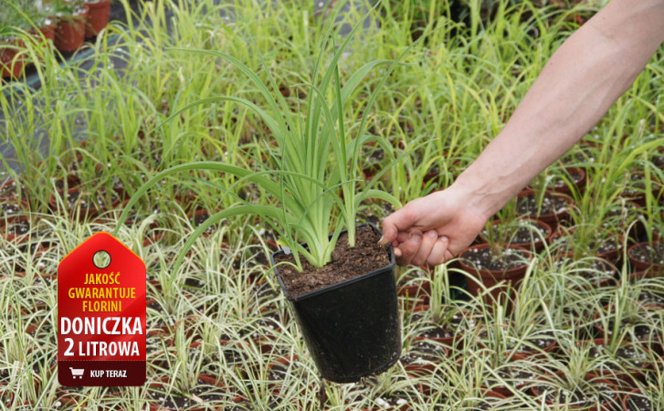 Liliowiec 'Forty Second Street' | Hemerocallis