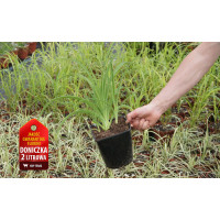 Liliowiec 'Forty Second Street' | Hemerocallis