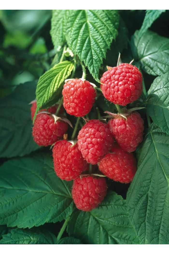 Malina 'Autumn Bliss' Rubus idaeus