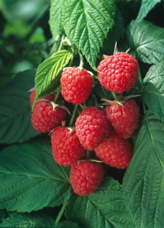 Malina 'Autumn Bliss' Rubus idaeus