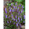 Dzwonek 'Summertime Blues' Campanula