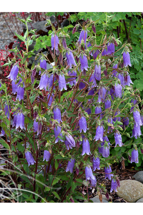 Dzwonek 'Summertime Blues' Campanula