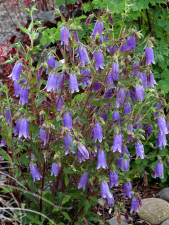 Dzwonek 'Summertime Blues' Campanula