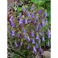 Dzwonek 'Summertime Blues' Campanula