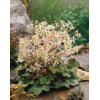 Skalnica 'Harvest Moon' Saxifraga fortunei