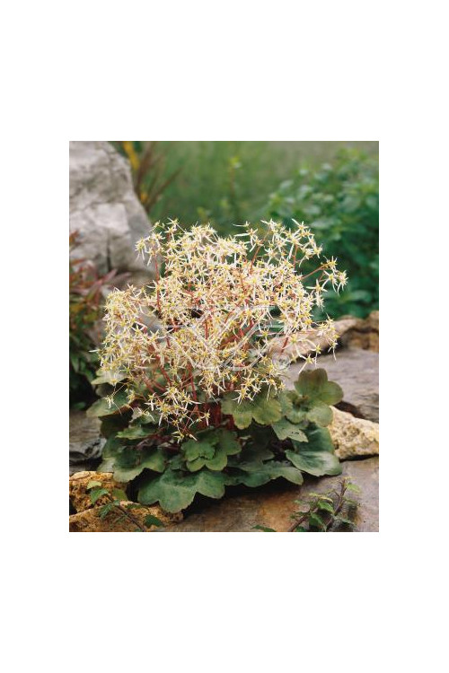 Skalnica 'Harvest Moon' Saxifraga fortunei