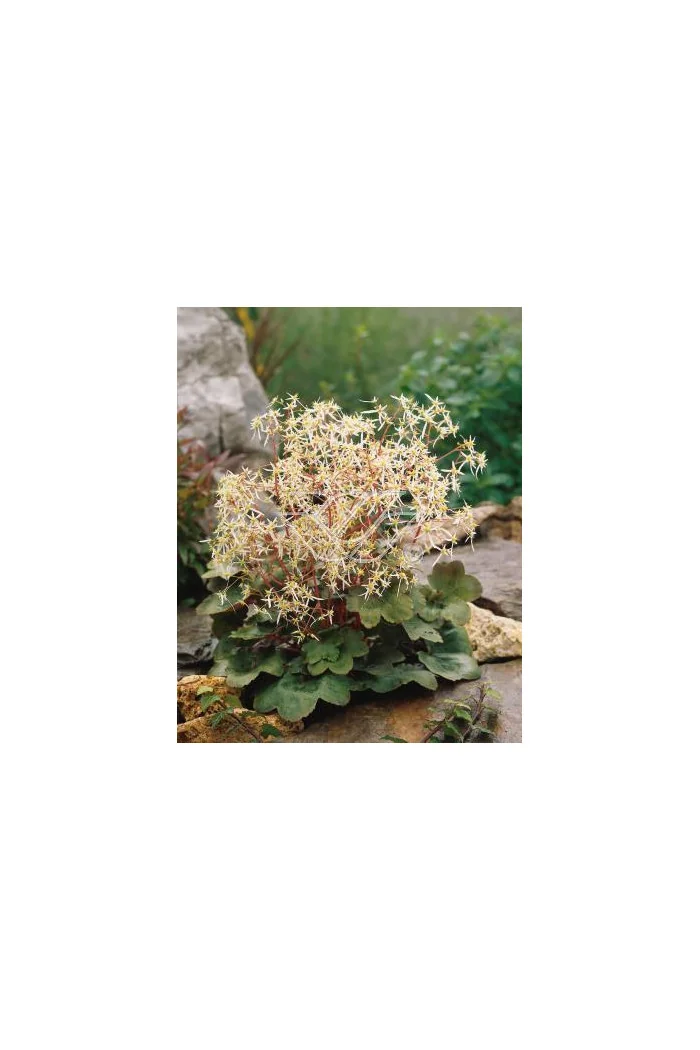 Skalnica 'Harvest Moon' Saxifraga fortunei