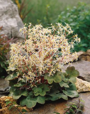 Skalnica 'Harvest Moon' Saxifraga fortunei