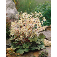 Skalnica 'Harvest Moon' Saxifraga fortunei