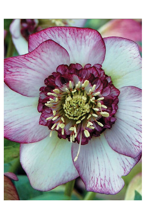 Ciemiernik wschodni 'Anemone Picotee Red' | Helleborus orientalis