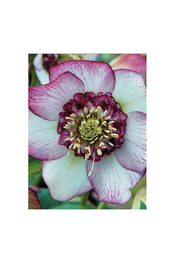 Ciemiernik wschodni 'Anemone Picotee Red' | Helleborus orientalis