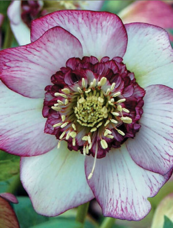 Ciemiernik wschodni 'Anemone Picotee Red' | Helleborus orientalis