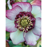 Ciemiernik wschodni 'Anemone Picotee Red' | Helleborus orientalis