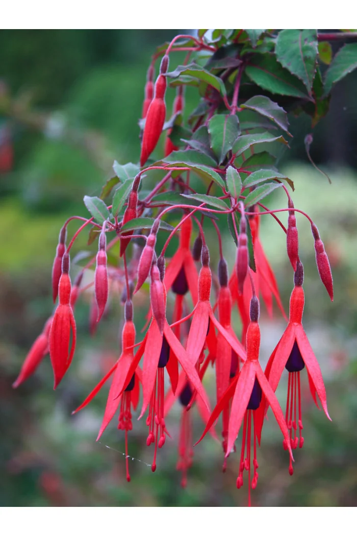 Fuksja magellańska 'Riccartonii' | Fuchsia magellanica