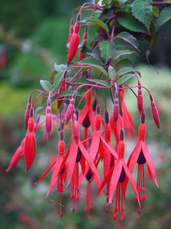 Fuksja magellańska 'Riccartonii' | Fuchsia magellanica