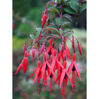 Fuksja magellańska 'Riccartonii' | Fuchsia magellanica