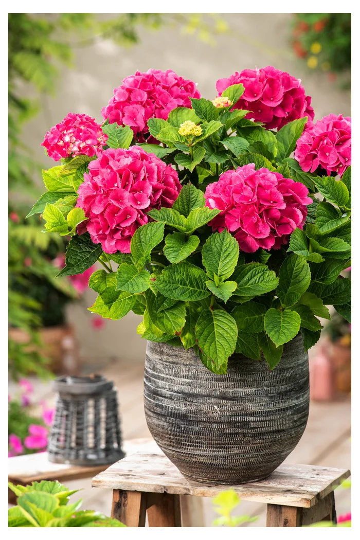 Hortensja ogrodowa 'Speedy Red' | Hydrangea macrophylla