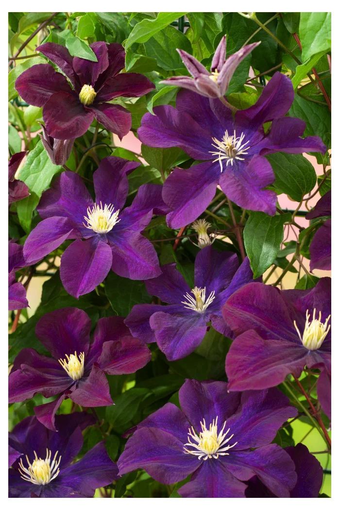 Powojnik 'Warszawska Nike' | Clematis