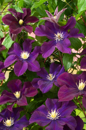 Powojnik 'Warszawska Nike' | Clematis