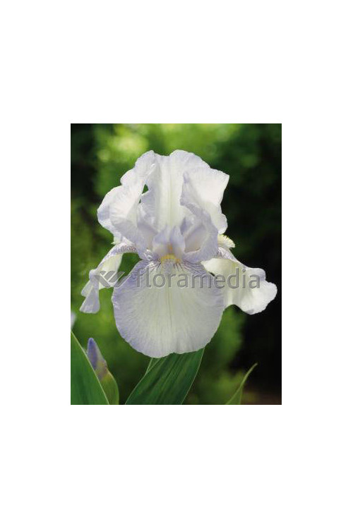 Kosaciec (Irys) amerykański 'English Cottage' Iris