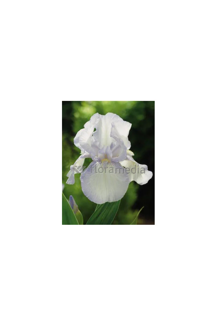 Kosaciec (Irys) amerykański 'English Cottage' Iris