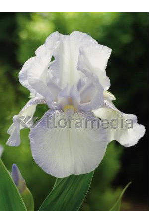 Kosaciec (Irys) amerykański 'English Cottage' Iris