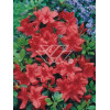 Azalia japońska 'Fridoline' | Azalea japonica