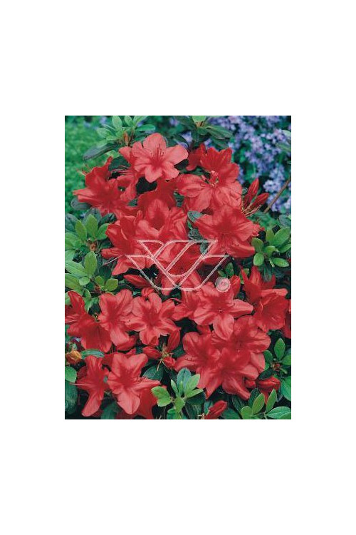 Azalia japońska 'Fridoline' | Azalea japonica