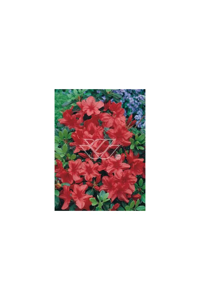 Azalia japońska 'Fridoline' | Azalea japonica