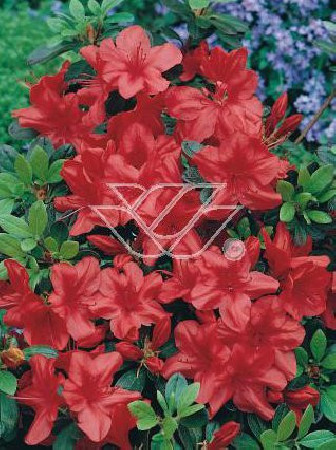 Azalia japońska 'Fridoline' | Azalea japonica