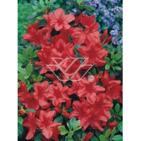 Azalia japońska 'Fridoline' | Azalea japonica